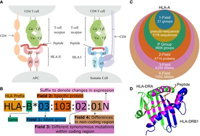 Benchmarking freely available HLA typing algorithms across varying genes, coverages and typing resolutions